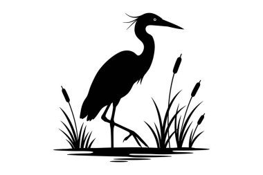 Gölde kara balıkçıl