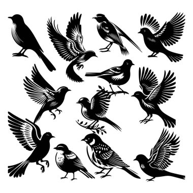 Tasarım için siyah kuş siluet vektör elementleri kümesi.