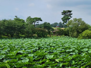 Yeşil nilüfer yapraklarından bir bahçe..