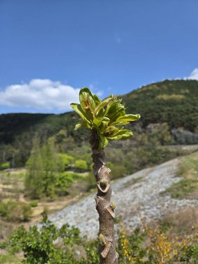 İlkbaharda yeniden doğan bir ağacın filizi..
