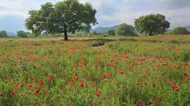 Nehrin etrafındaki güzel gelincikler bulutlu ve açık havanın bir arada var olduğu yerde.