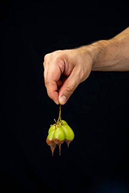Elle tutulan erimiş çikolataya batırılmış yeşil üzümler siyah arka plan gurme meyve kavramının üzerinde. Yüksek kalite fotoğraf