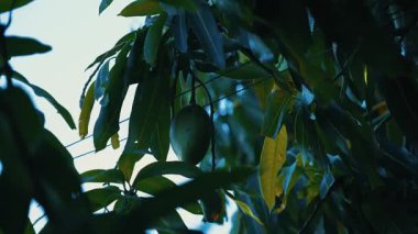 Gün batımında rüzgarda sarkan ağaçta asılı mango. Yüksek kalite 4k görüntü