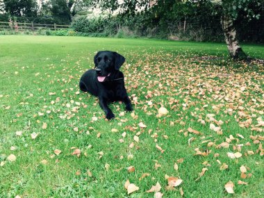 Dost canlısı siyah bir Labrador Retriever, bir huş ağacının altında düşen sonbahar yapraklarıyla kaplı çimenli bir çimenlikte uzanıyor. Köpek rahat ve mutlu görünüyor. Dili dışarıda, dışarıda huzurlu bir ortamın tadını çıkarıyor.. 