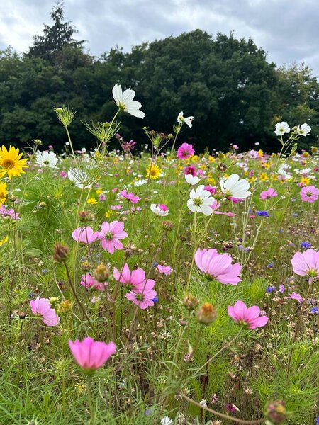 Под мрачным облачным небом качается яркий полевой луг, наполненный розовыми, белыми, желтыми и фиолетовыми цветами. Пышный фон зеленых деревьев добавляет контраста, создавая мирный, природный ландшафт, наполненный жизнью и цветом.