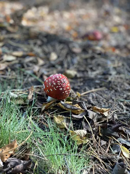 Amanita mantarı (Amanita muscaria) orman zemininde kuru yapraklar, çimenler ve çam iğneleri arasında yer alır. Yumuşak ışıkta yakalanan bu ikonik ve zehirli mantar klasik sonbahar orman görüntülerini canlandırıyor..