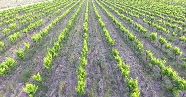 Olgun üzümlerle dolu yemyeşil üzüm bağlarının çarpıcı hava görüntüleri. Bu manzaralı drone videosu tarım manzaralarının güzelliğini ve şarap imalatının zengin geleneğini gösteriyor.. 