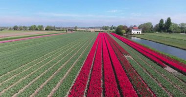 Fevkalade Lale Alanları 'nın 124K Çiçekli Hava Görüntüsü; 4K Drone Görüntüsü