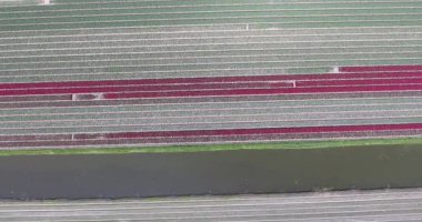 Gökyüzünden renkli lale tarlalarının hava aracı görüntüsü tam çiçeklenme ilkbahar manzarası. Bu video belgeseller, reklamlar, seyahat içeriği, tanıtım materyalleri ya da nefes kesici ilkbahar görsellerine ihtiyaç duyan herhangi bir yaratıcı projede kullanmak için mükemmeldir.