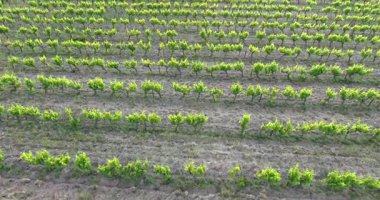Geniş üzüm tarlalarının ve kırsaldaki üzüm bağlarının güzel hava görüntüleri. Şarap temalı içerik, tarım görselleri, kırsal manzaralar ve doğayla ilgili projeler için mükemmel..
