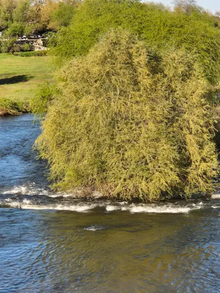 Su kenarında büyüyen gür yapraklı bir ağaç.