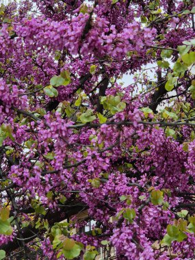 Yehuda ağacı (cercis silikastrum), dallarını ve gövdesini kaplayan canlı pembe-mor çiçeklerini sergiliyor. 