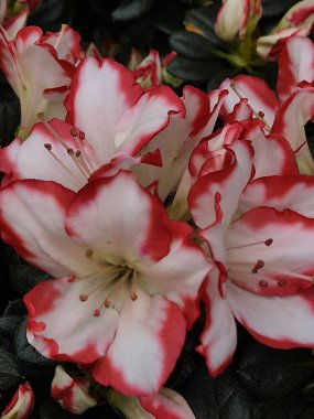 Kırmızı kenarlı beyaz açelya çiçekleri kümesi.