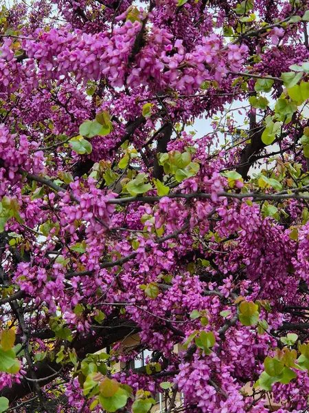 Yehuda ağacı (cercis silikastrum), dallarını ve gövdesini kaplayan canlı pembe-mor çiçeklerini sergiliyor. 
