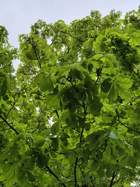 Bir ağacın yeşil yaprakları. Kestane yaprakları.