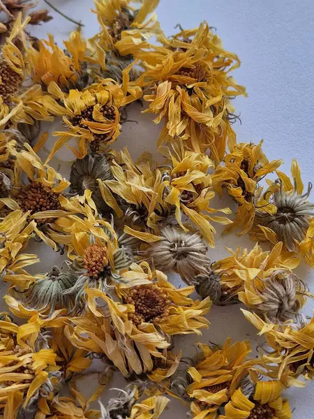 beyaz arkaplanda kuru takvim çiçekleri