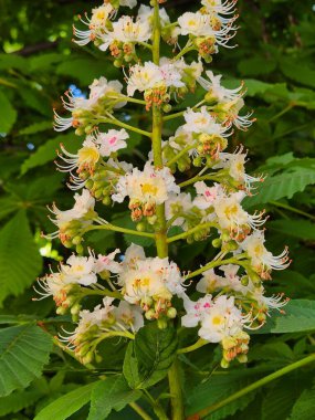 At kestanesi çiçekleri açmış