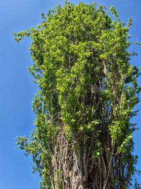 Mavi gökyüzüne karşı yeşil ağaç dalları