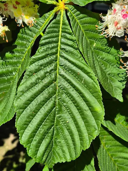 yeşil kestane yaprakları yakın plan