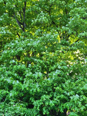 Yeşil ağaç dalları, doğa bitki örtüsü
