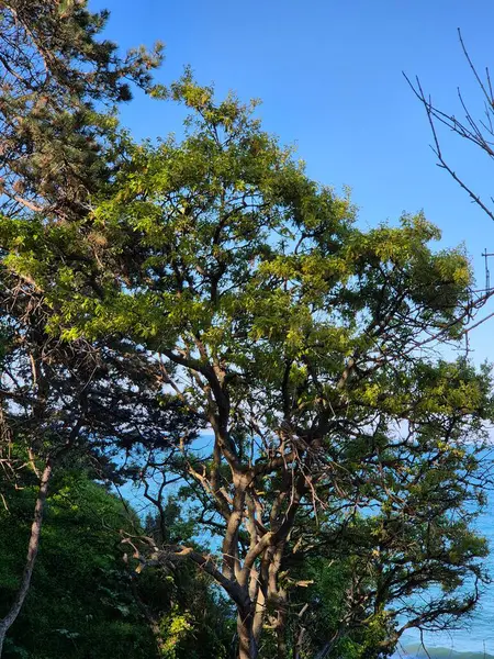 gleditsia triacanthos. Mavi gökyüzüne karşı ağaç tacı