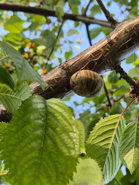 Ağaç gövdesindeki genç bir salyangozu yakından çek.
