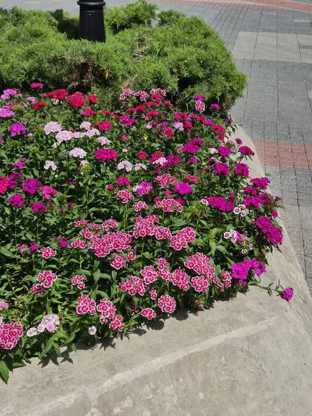 Bahçedeki güzel çiçekler