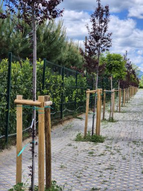 Dikilmiş genç ağaçların sokağı