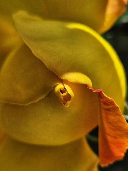 Güzel çiçekler, çiçek konsepti