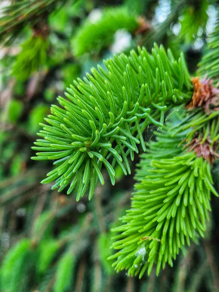 Parlak yeşil köknar dalları. Bahar zamanı