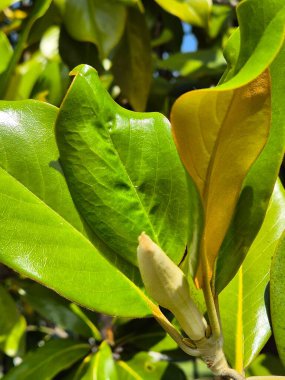 Yaprakların arasında, bir manolya görkemi tomurcuğu