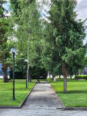 Parktaki ağaçların arasında bir sokak