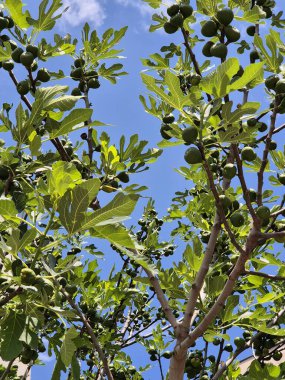 olgunlaşmamış incir ağacı üzerinde