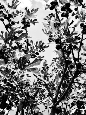 İncir ağacının meyveli siyah beyaz fotoğrafı