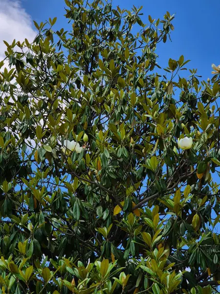 Magnolia grandiflora. Çiçekli ağaç