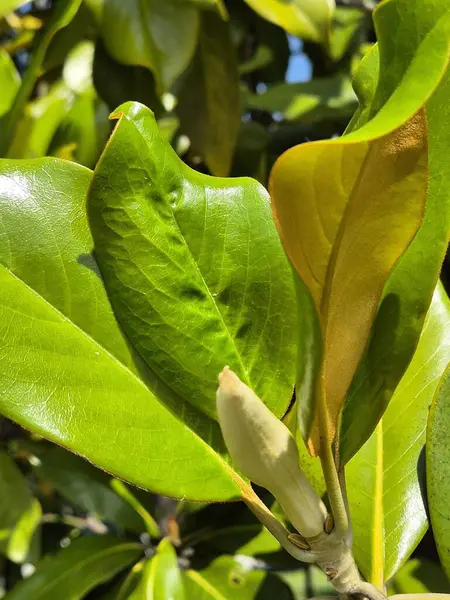 Yaprakların arasında, bir manolya görkemi tomurcuğu