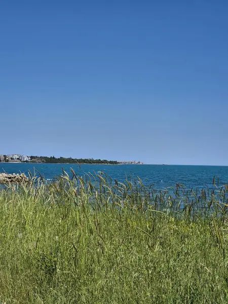 Deniz manzarası çok güzel. Rüzgarda sallanan buğday kulakları. Güneşli bir gün. yaz