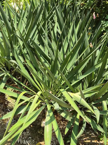 Yucca filamentosa bahçesi. yeşil uzun yapraklar. Yeşil çalı. Süs bitkisi. Çiçek açmadan fotoğrafta.