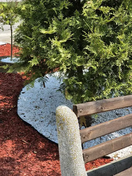 Dekoratif bir çiçek yatağı ve kozalaklı bir ağacın arka planında ahşap bir bank.