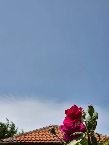 Bulutsuz bir yaz gökyüzünün altında açan parlak bir gül. gül çatılı ve gökyüzü