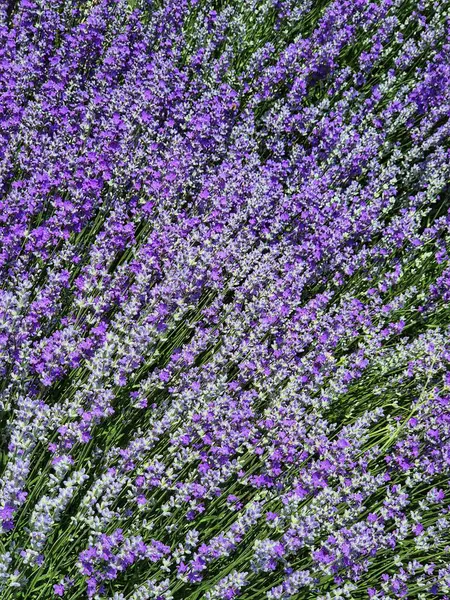 Bahçedeki mor çiçekler. Lavanta çalıları. Lavanta cenneti.