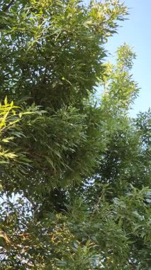 Kuşlar öter Doğa. Güneşli bir gün. yeşil deniz seti