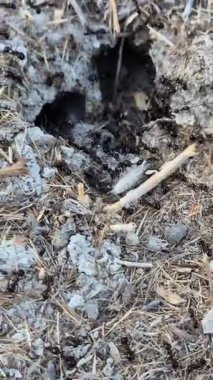 Karınca yuvasının etrafında koşan karıncalar. Doğanın mucizesi. Hareket halindeki karıncalar, çalışma süreci