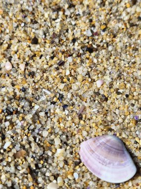 Sahilde inci kabuğunun anası. Deniz kumu yakın plan. şeffaf kum dokusu.