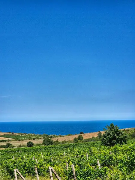 Denize uzanan üzüm bağları. Mavi gökyüzünün altında yeşil sarmaşıklar. deniz manzarası
