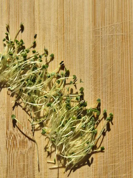 Taze filizlenmiş chia tohumlarının üst görüntüsü. yeşil lahanalar. Sağlıklı yemek. mikroyeşiller. 