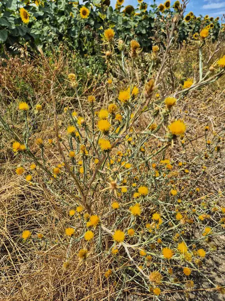 Centaurea gün dönümü. Yerdeki sarı çiçekler