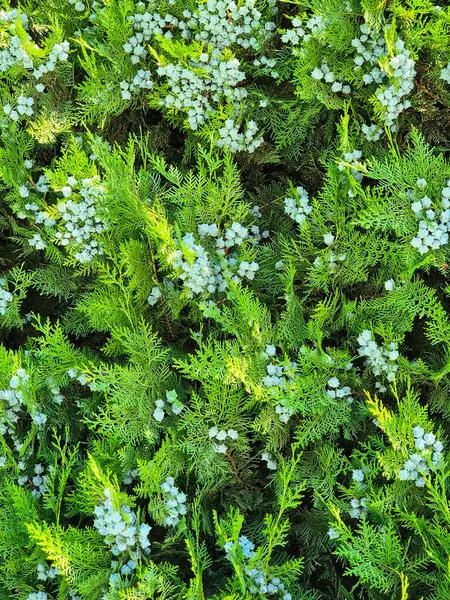 Mavi külahlı ardıç. Thuja dalları. yeşil bitki arka planı, bitki örtüsü