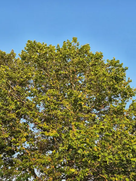 Platanus racemosa. Ağaçlar mavi gökyüzüne karşı taçlanıyor.