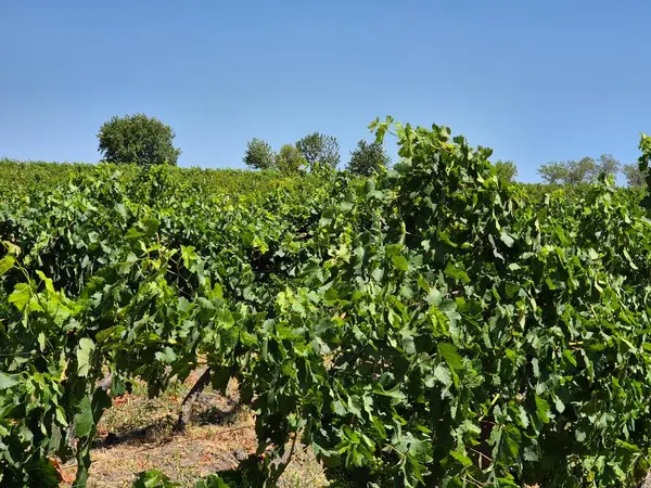 Üzüm bağında üzümler